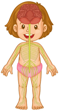 Brain system in human body illustrationのイラスト素材