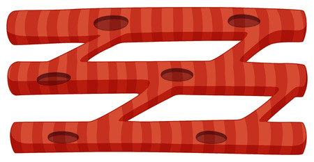 Stem cell diagram on white illustrationのイラスト素材