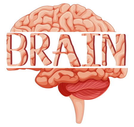 Word brain on human brain illustrationのイラスト素材