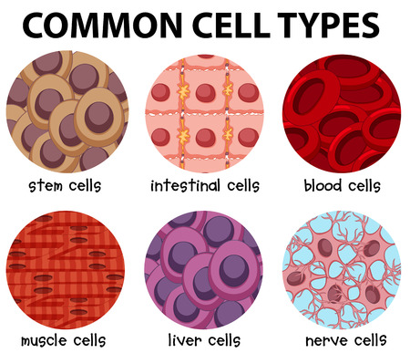 Diagram of common cell types illustrationのイラスト素材