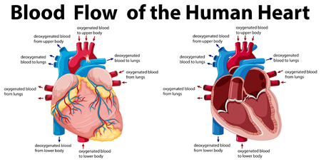 Blood flow of the human heart illustrationのイラスト素材