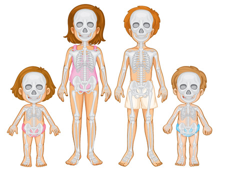 Skeletal system of human illustrationのイラスト素材