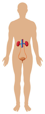 Kidney in human body illustrationのイラスト素材