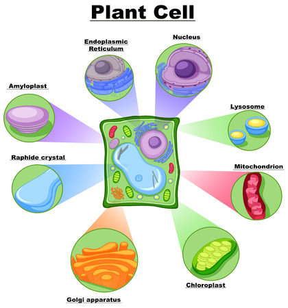 Diagram showing plant cell illustrationのイラスト素材
