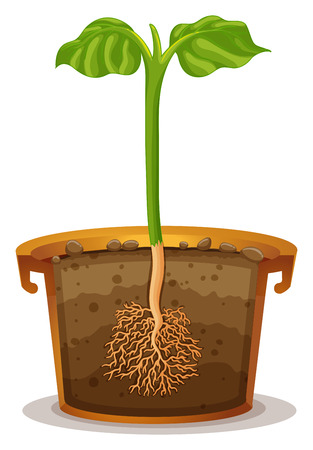 Planting tree in the clay pot illustrationのイラスト素材