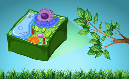 Plant cell and green leaf illustrationのイラスト素材