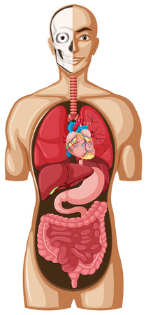 Human model with organs illustrationのイラスト素材