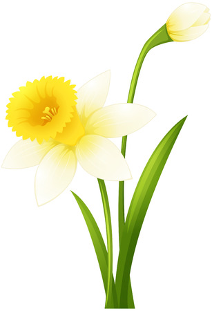 Daffodil flower on green stem illustrationのイラスト素材