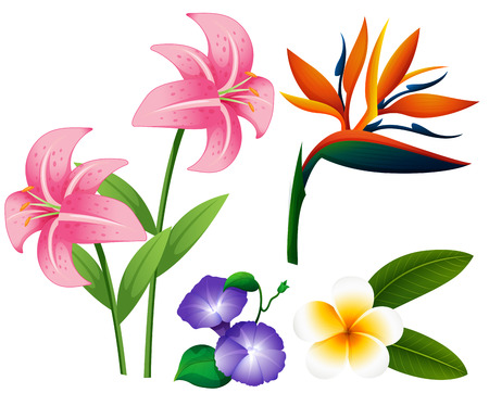 Different types of flowers illustrationのイラスト素材