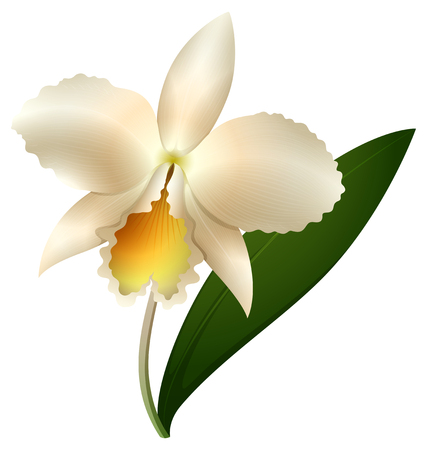 White orchid on white background illustrationのイラスト素材
