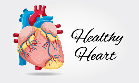 Healthy heart diagram on white background illustrationのイラスト素材