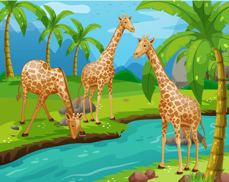 Three giraffes drinking water  illustrationのイラスト素材