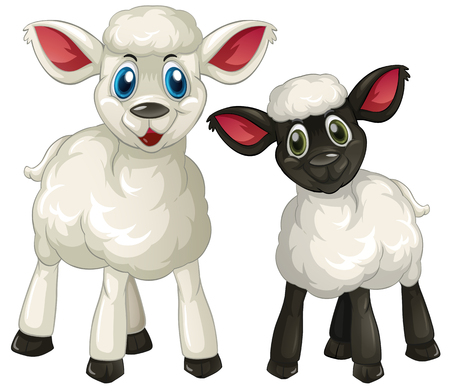 Two little lambs on white background illustrationのイラスト素材
