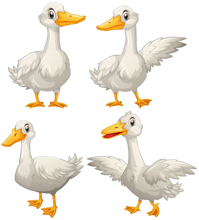 Duck in four different actions illustrationのイラスト素材