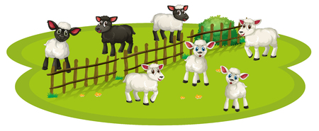 White sheeps and black sheeps on the farm illustrationのイラスト素材