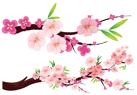 Cherry blossom flowers on branches illustrationのイラスト素材