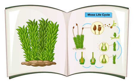 Book showing life cycle of moss illustrationのイラスト素材
