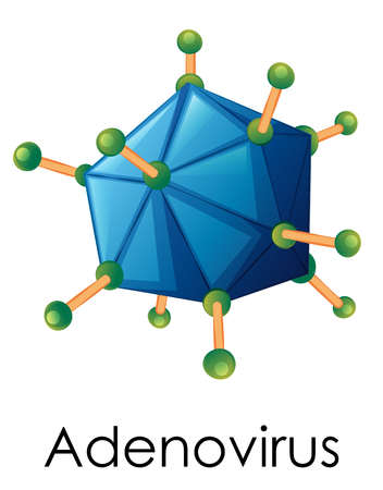 Diagram showing structure of adenovirus illustrationのイラスト素材