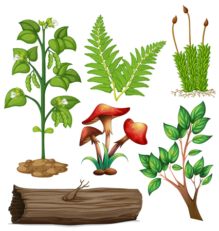 Different types of plants illustrationのイラスト素材
