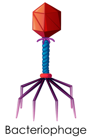 Diagram showing bacteriophage on white illustrationのイラスト素材