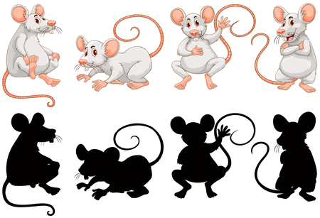 White rats in four actions illustrationのイラスト素材