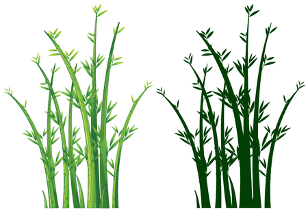 Bamboo trees in green  illustrationのイラスト素材