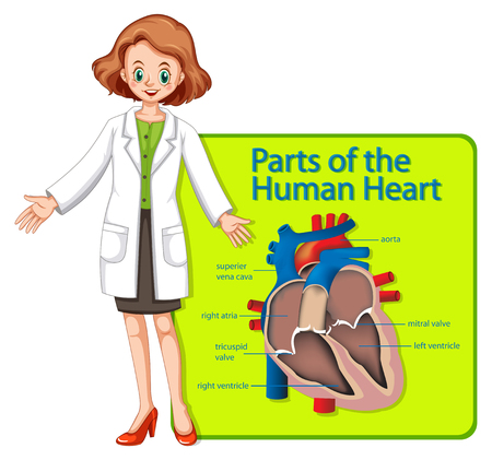 Doctor and poster showing parts of human heart illustrationのイラスト素材