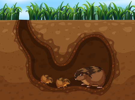 Guinea Pig in the Hole illustrationのイラスト素材