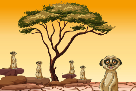 Meerkat living in dry land illustrationのイラスト素材