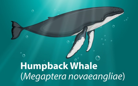 Humpback whale in deep ocean illustration
