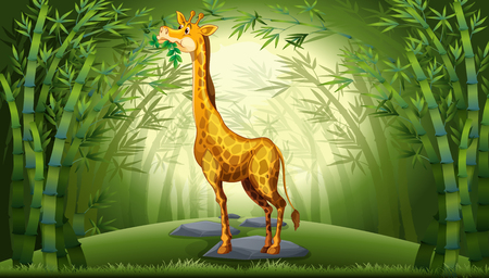 Giraffe in bamboo forest illustrationのイラスト素材