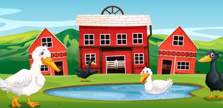 Duck at the farm illustrationのイラスト素材