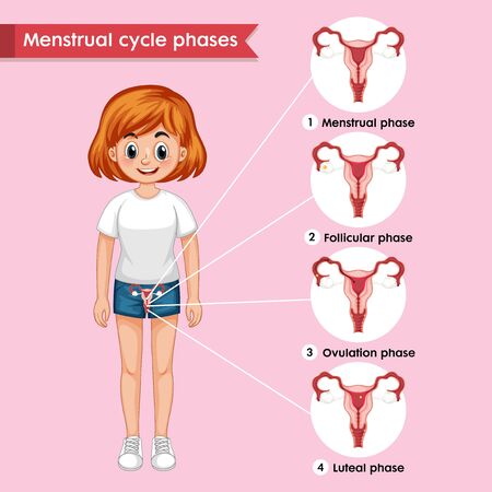 Scientific medical illustration of menstrual cycle illustrationのイラスト素材