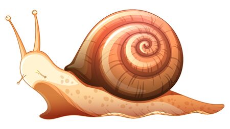 Snail crawling on white background illustrationのイラスト素材
