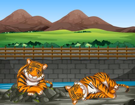 Scene with two tigers at the zoo illustrationのイラスト素材
