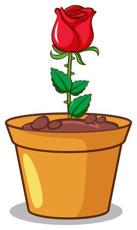Red rose on white background illustrationのイラスト素材