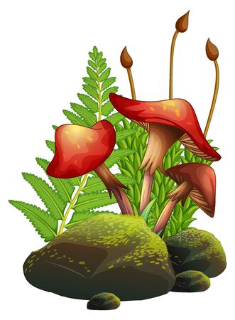 Mushrooms and ferns on white background illustrationのイラスト素材