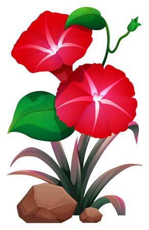 Red morning glory on white background illustrationのイラスト素材