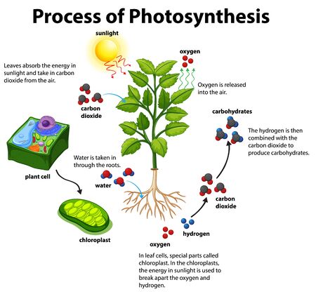 Diagram showing process of photosynthesis with plant and cells illustrationのイラスト素材