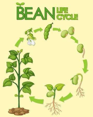 Diagram showing how plants grow from seed to beans illustrationのイラスト素材