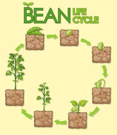 Diagram showing how plants grow from seed to beans illustrationのイラスト素材