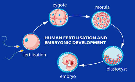 Human fertilization and embryo development illustrationのイラスト素材