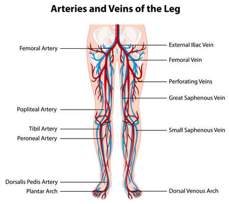 Arteries and veins of the leg illustrationのイラスト素材