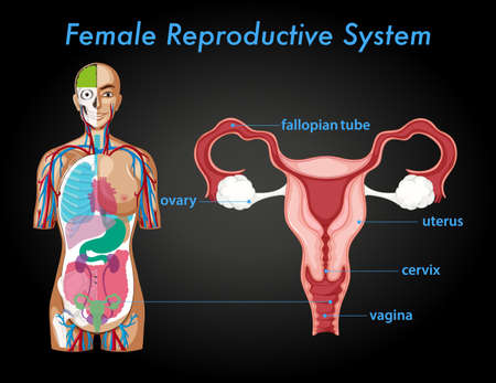 Information poster of female reproductive system illustrationのイラスト素材