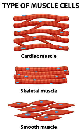 Information poster of muscle cells illustrationのイラスト素材