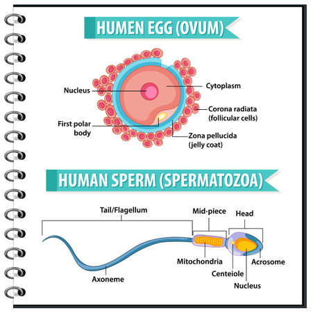 Human Egg or Ovum structure and Human Sperm or Spermatazoa for health education infographic illustrationのイラスト素材
