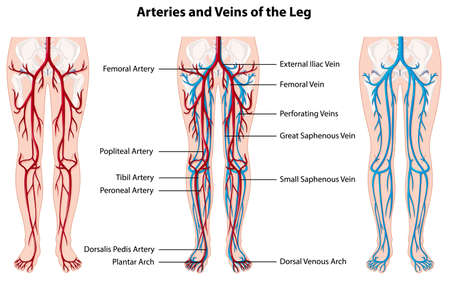 Arteries and veins of the leg illustrationのイラスト素材