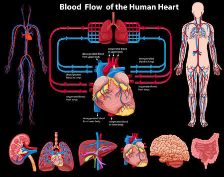 Blood flow of the human heart illustrationのイラスト素材