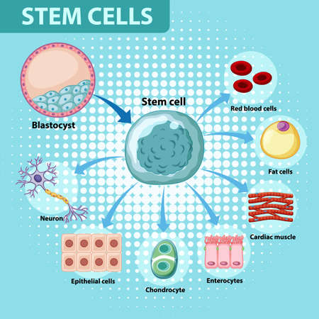 Information poster on human stem cells illustrationのイラスト素材