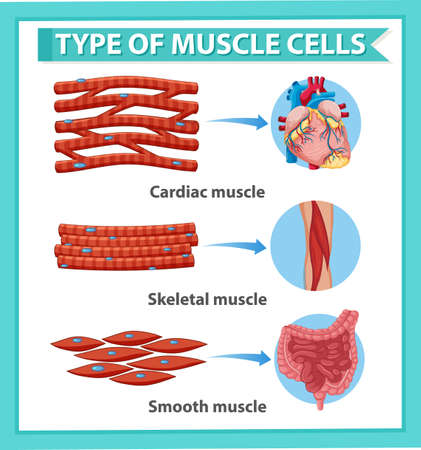 Information poster of muscle cells illustrationのイラスト素材